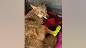 Live coyote removed from car's grille after neighbors in Lake County notify authorities