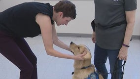 Northbrook organization trains comfort dogs to respond to tragedies