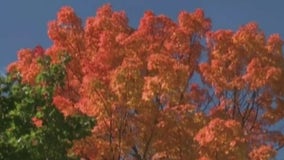 What does it mean for trees when leaves change colors?