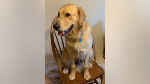 Homewood carjacking: Family dog stolen after victim's car is stolen at gunpoint