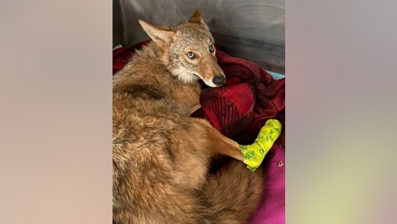 Live coyote removed from car's grille after neighbors in Lake County notify authorities