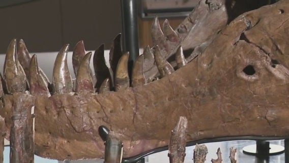 Mystery behind holes in SUE the T. Rex's jaw solved?