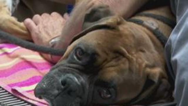 $15M donation to University of Illinois' College of Veterinary Medicine set to transform oncology program