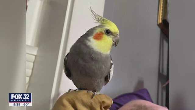 Pet cockatiel named 'Rosie' missing in Chicago area; owner seeks help