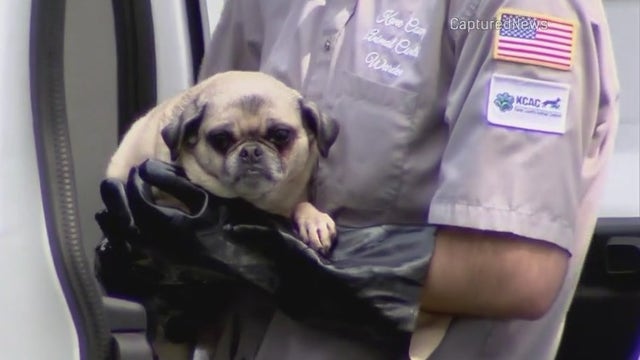 Numerous dogs removed from Campton Hills home