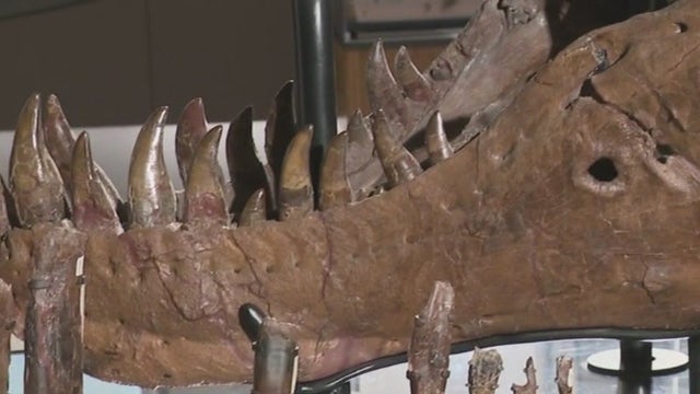 Mystery behind holes in SUE the T. Rex's jaw solved?