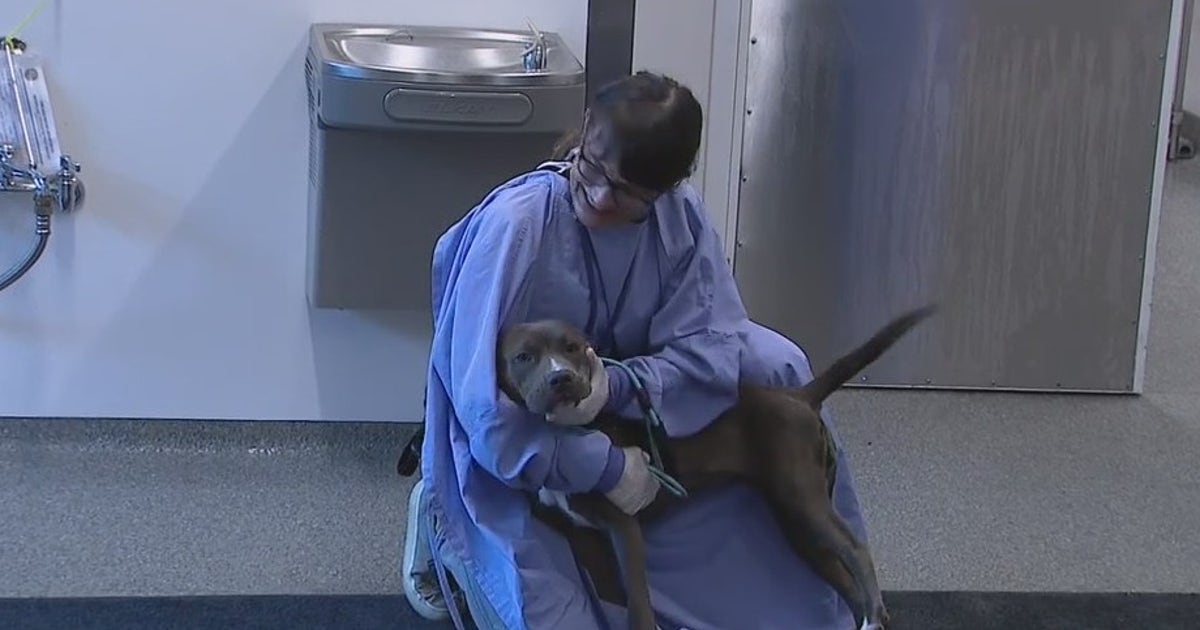 Dogs, cats rescued from Hurricane Ian arrive in Chicago | FOX 32 Chicago