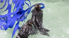 Chicago's Shedd Aquarium wants you to name one of their new otters