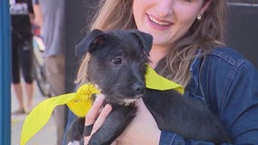 PAWS hosts 8th annual 'Angels with Tails' cat and dog adoption event in Chicago's Roscoe Village
