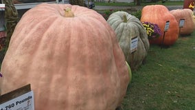 Wheaton man grows largest pumpkin in Illinois