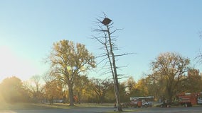 Tree housing bald eagle nest in Mooseheart comes crashing down