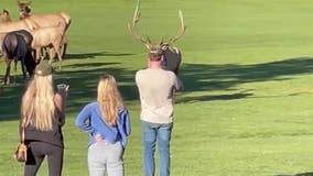 Watch: 'Stressed' bull elk charges at photographer in Estes Park, Colorado