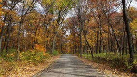 Morton Arboretum races to save endangered oak species