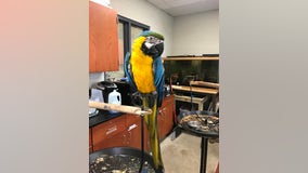 Suburban high school searching for missing Macaw last seen in Country Club Hills