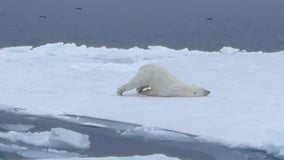 Watch what a polar bear has to do to move across ice sheets in the Arctic