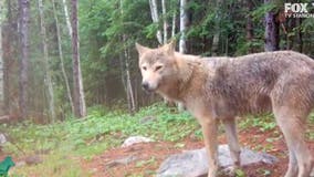 'Rare' blonde wolf captured on camera by Minnesota researchers