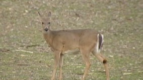 IDOT warns drivers to slow down for animals after Illinois saw 14K crashes involving deer last year