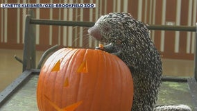 Brookfield Zoo feeds animals pumpkins to get in the Halloween spirit