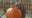 Brookfield Zoo feeds animals pumpkins to get in the Halloween spirit