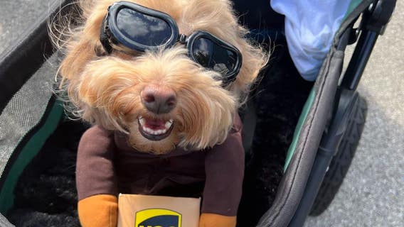 100 dogs walk in Aurora's 4th annual Pooch Parade