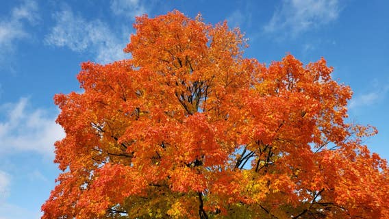 Chicago to enjoy beautiful weather again Sunday, but changes are on the way