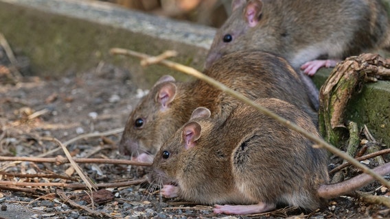 Chicago tries new rat control strategy: Birth control