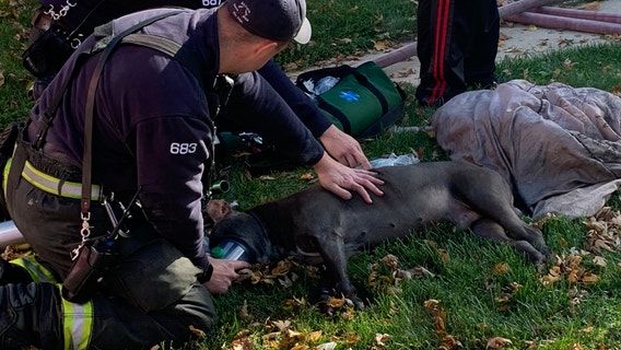 Chihuahua missing, Pit bull revived after fire breaks out at Aurora home