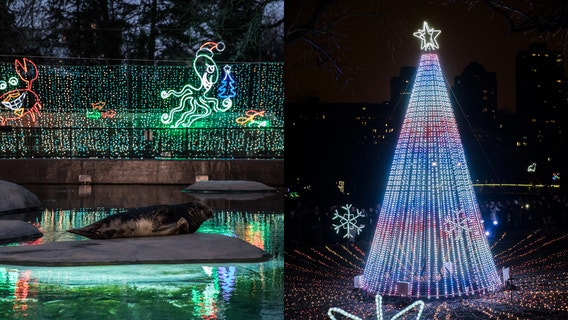 Tickets go on sale for holiday-favorite 'ZooLights' at Lincoln Park Zoo