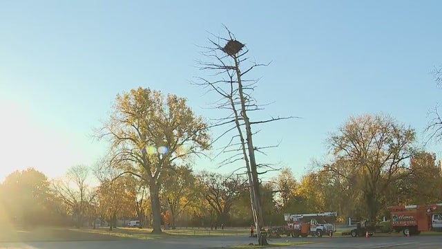 Tree housing bald eagle nest in Mooseheart comes crashing down