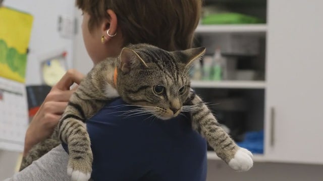 Over 300 pets spayed during PAWS Chicago's first Spay Day Marathon
