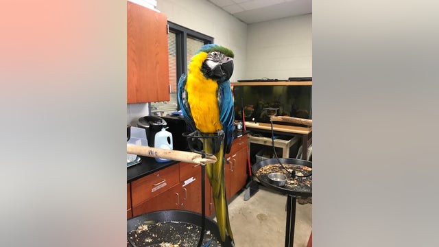 Suburban high school searching for missing Macaw last seen in Country Club Hills