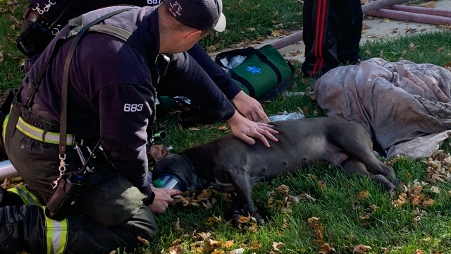 Chihuahua missing, Pit bull revived after fire breaks out at Aurora home