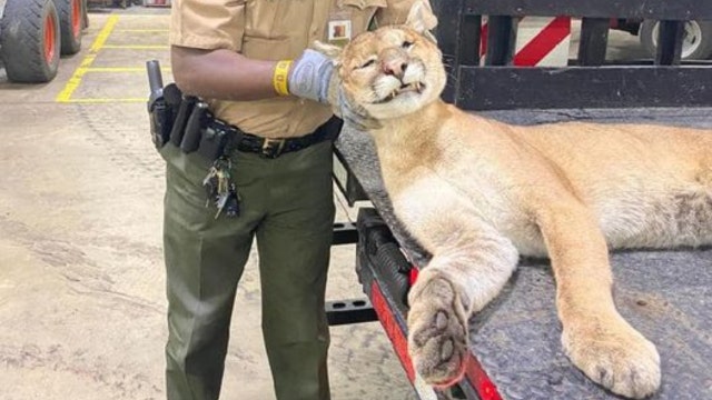 Mountain lion struck and killed on Interstate 88 in DeKalb County