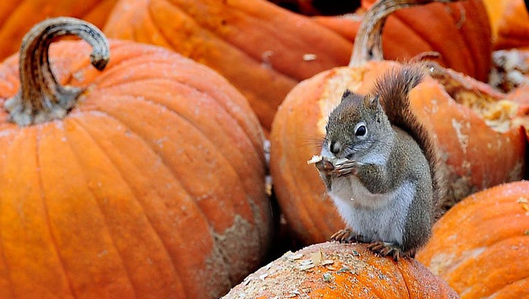 A plump looking squirrel feasts on pumpkin seeds on the Popp Farm in Dresden. The leftover pumpkins