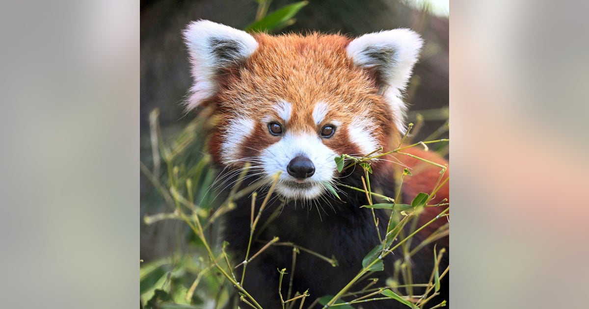 Leo the red panda has died at Brookfield Zoo | FOX 32 Chicago