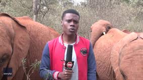 Watch: Adorable baby elephant steals the limelight from young reporter