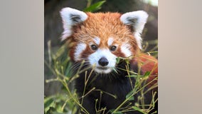 Leo the red panda has died at Brookfield Zoo