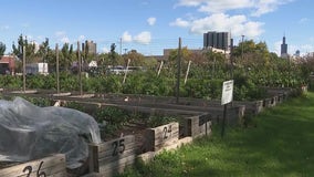 Chicago urban farm helps students with autism cultivate life skills