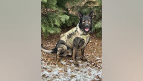 Sheriff's K9 Dax saves Mundelein woman from hypothermia