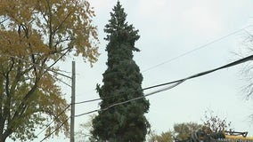 Morton Grove couple donates Chicago's official Christmas tree to adorn Millennium Park