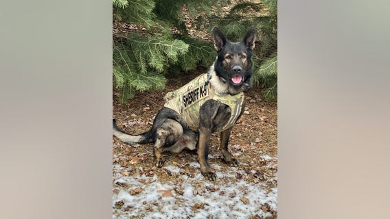 Sheriff's K9 Dax saves Mundelein woman from hypothermia