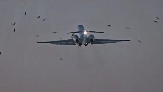 Dramatic video shows the moments airplane strikes birds after taking off from Midway Airport