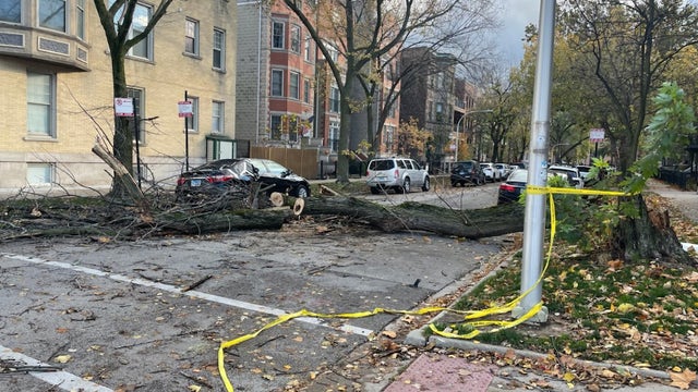 Strong winds knock down trees all over Chicago area, leaving thousands without power