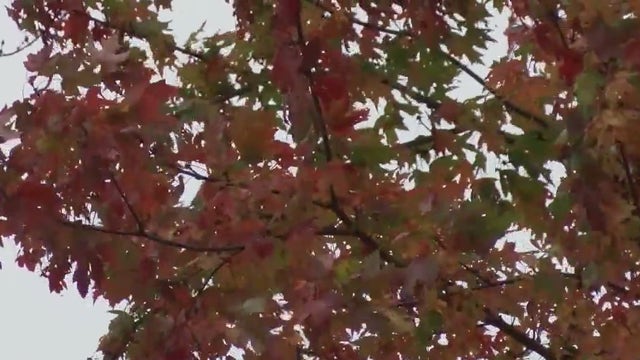 Is it illegal to throw leaves in the trash in Illinois?