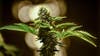 Intruders steal marijuana plants from McHenry home after threatening residents