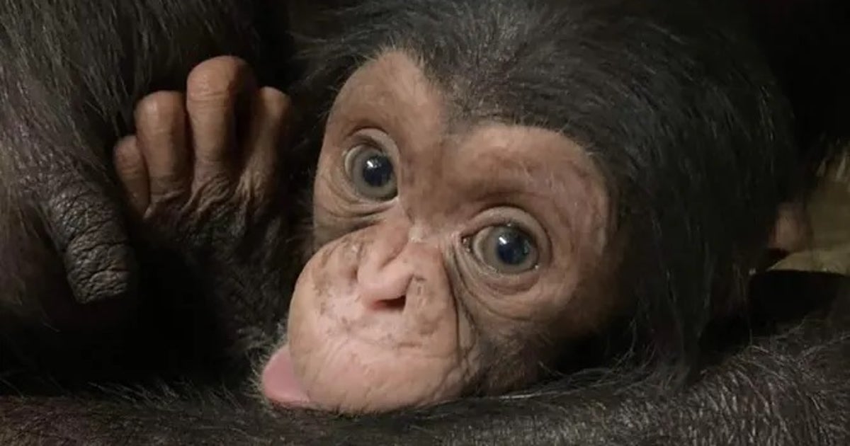 bigpig様 三線 本張チーガ Gacha, the third oldest chimpanzee in Japan, had one leg amputated 和楽器