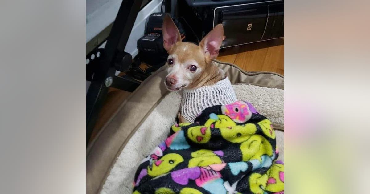 Dog stabbed multiple times by Chicago woman has vet bills covered ...
