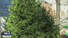 Lake County using Christmas trees for landscaping — how to turn yours in