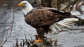 13 bald eagles possibly poisoned after eating euthanized animals