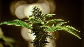 Intruders steal marijuana plants from McHenry home after threatening residents